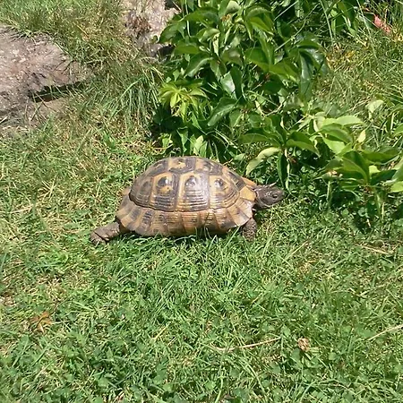 Iliada Kaz Daglari Hotel Kalkim