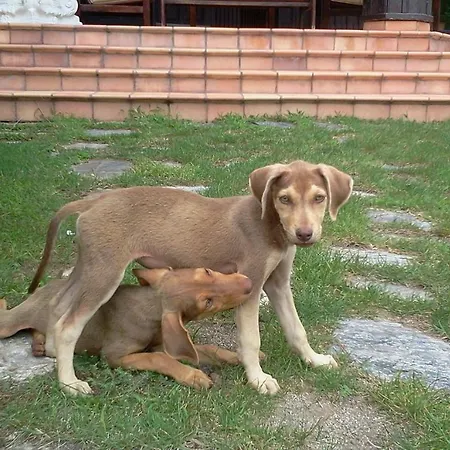 Hotel Iliada Kaz Daglari