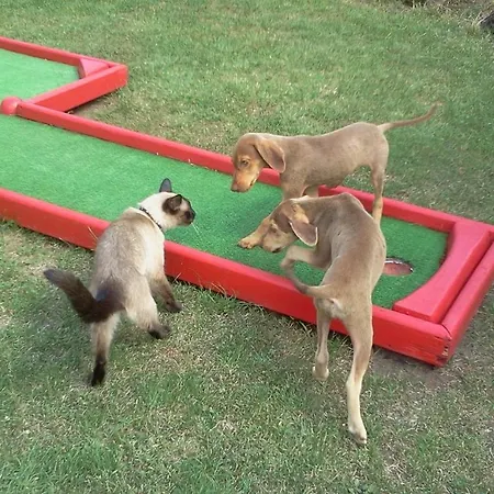 酒店 伊利而达卡兹达格拉利酒店 Kalkım