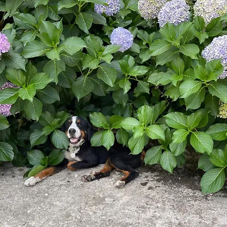 酒店 伊利而达卡兹达格拉利酒店