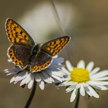 酒店 伊利而达卡兹达格拉利酒店 4*
