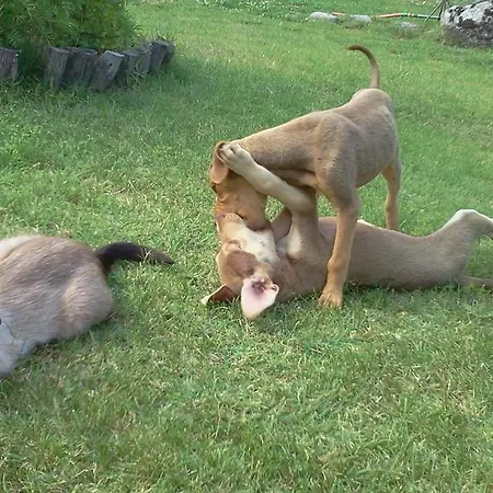 伊利而达卡兹达格拉利酒店 酒店 Kalkım