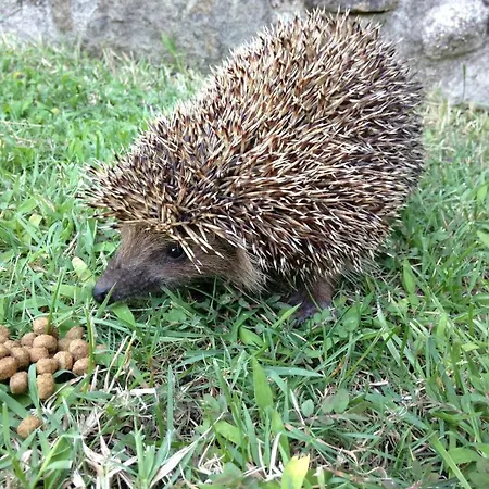 伊利而达卡兹达格拉利酒店 4*