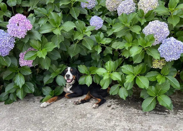 Szálloda Iliada Kaz Daglari