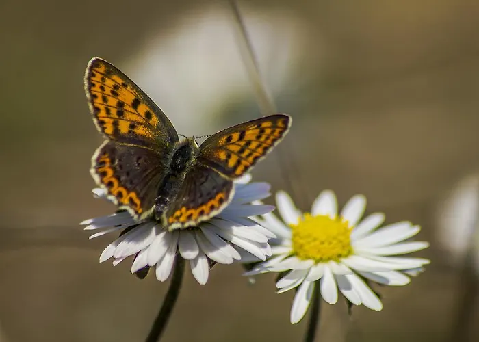 Szálloda Iliada Kaz Daglari 4*