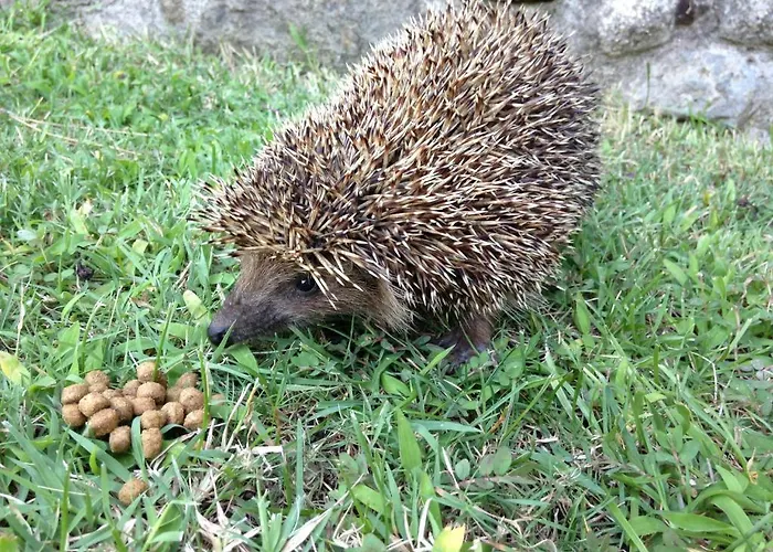 Iliada Kaz Daglari 4*